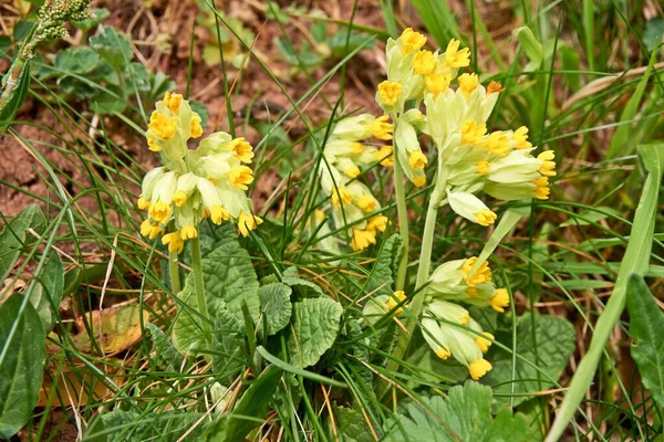 Obsuwisko Primula veris to gatunek pierwiosnka. — Zdjęcie stockowe