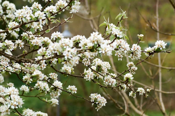 Fleurs du prunier - Prunus domestica — Photo