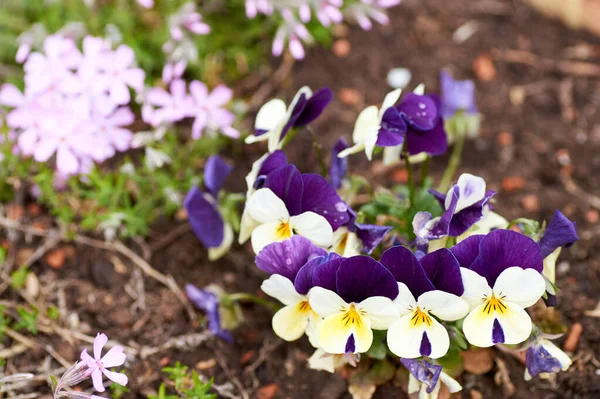 Colorida viola de primavera cornuta fotografiada en el jardín . —  Fotos de Stock