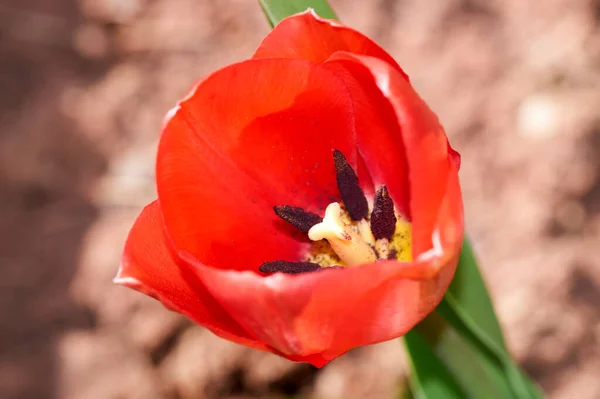 O primeiro botão tulipa vermelha florescendo em um canteiro de flores primavera . — Fotografia de Stock