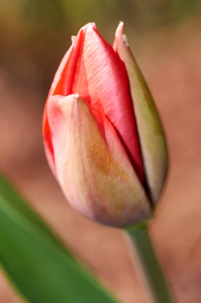 O primeiro botão tulipa vermelha florescendo em um canteiro de flores primavera . — Fotografia de Stock