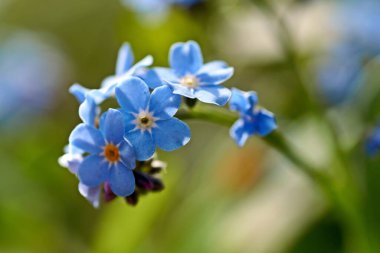 Bahar çiçeklerinde açan ilk pembe lale tomurcuğu
