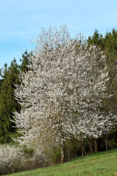 Fiori Ciliegio Bianco Fotografati Primavera Nell Eifel Germania — Foto Stock