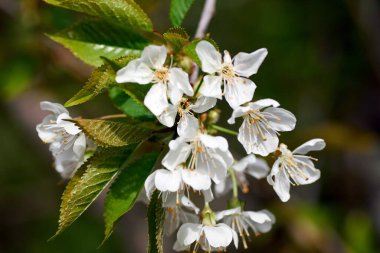 Eifel, Almanya 'da ilkbaharda çekilen beyaz kiraz çiçeği..