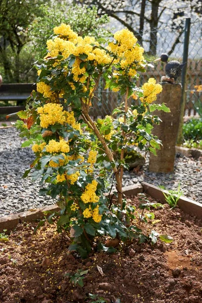 Ilex Aquifolium Holly Common English Holly European Holly Occasionally Christmas — ストック写真