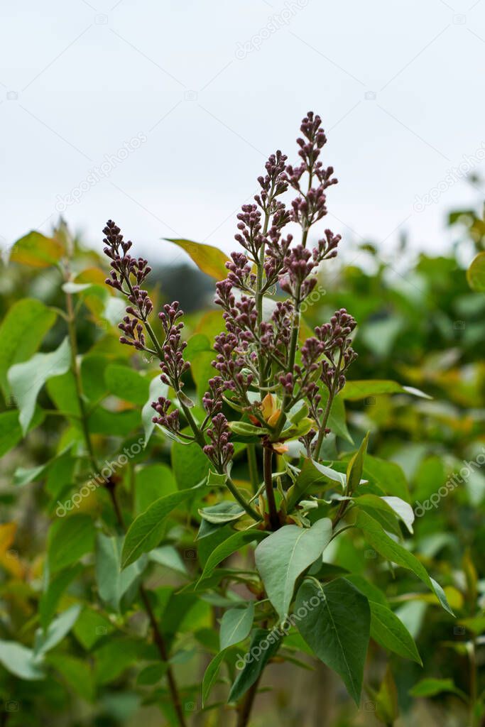 Syringa lilac is a genus of 12 currently recognized 1 species of flowering woody plants in the olive family Oleaceae