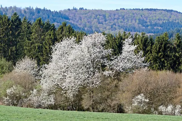 Vit Körsbärsblomma Fotograferad Våren Eifel Tyskland — Stockfoto