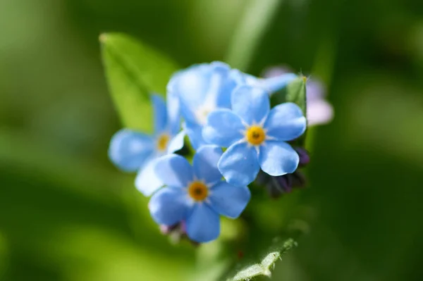 Myosotis Forget Eifel Németország Fényképezte Tavasszal — Stock Fotó