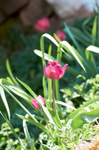Primer Brote Tulipán Rosa Floreciente Lecho Flores Primavera —  Fotos de Stock
