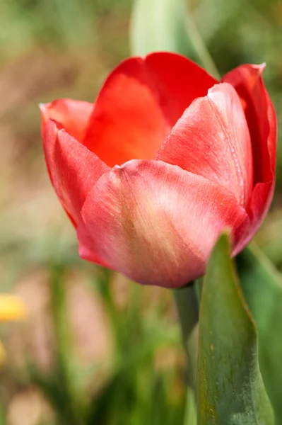 Primeiro Botão Tulipa Vermelha Florescendo Canteiro Flores Primavera — Fotografia de Stock