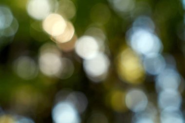 Ormanda çekilen resim, kış günü çekildi.