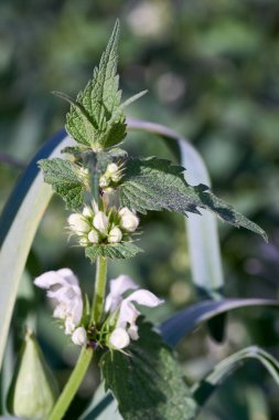 Uyuşmuş ısırgan otu Lamium, Lamiaceae familyasından bir bitki cinsidir..