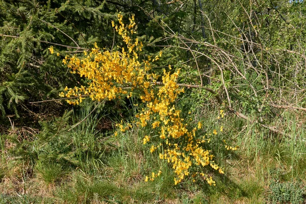 Genul Plante Ginster Genista Aparține Subfamiliei Fluture Flori Faboideae — Fotografie, imagine de stoc