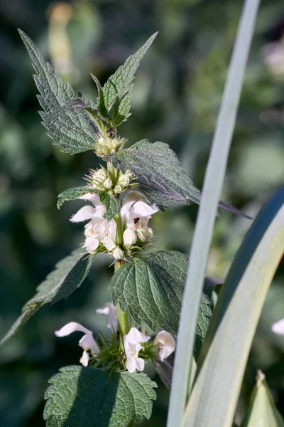 Uyuşmuş ısırgan otu Lamium, Lamiaceae familyasından bir bitki cinsidir..