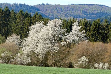 Eifel, Almanya 'da ilkbaharda çekilen beyaz kiraz çiçeği..