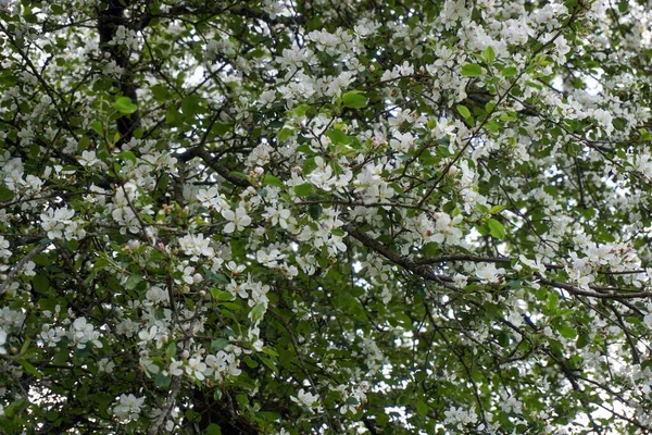 Fleur Cerisier Blanc Photographiée Printemps Dans Eifel Allemagne — Photo