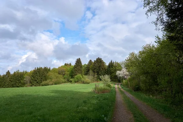 Frühlingswanderung Auf Einem Waldweg Der Grünen Eifel — Stockfoto