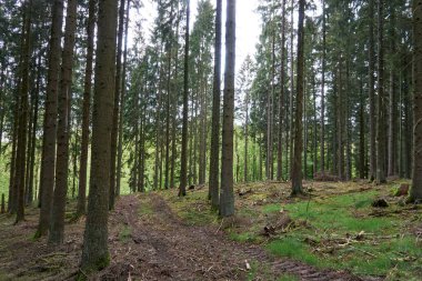 Yeşil Eifel, Almanya 'da bir orman yolunda bahar yürüyüşü.