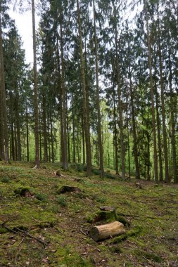 Yeşil Eifel, Almanya 'da bir orman yolunda bahar yürüyüşü.