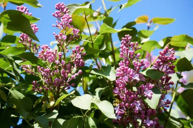 Şırınga leylağı, Oleaceae familyasından, şu anda tanınan 12 cinsten 1 çiçek açan odunsu bitki türü..