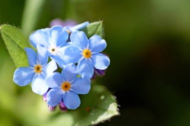 Myosotis, unutma beni Eifel 'de değil, Almanya' nın baharda fotoğrafı çekildi..