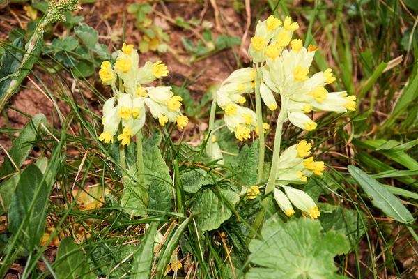 Primula Veris Uma Espécie Prímula Gênero Primula — Fotografia de Stock