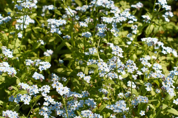 Myosotis Vergissmeinnicht Der Eifel Deutschland Frühling Fotografiert — Stockfoto