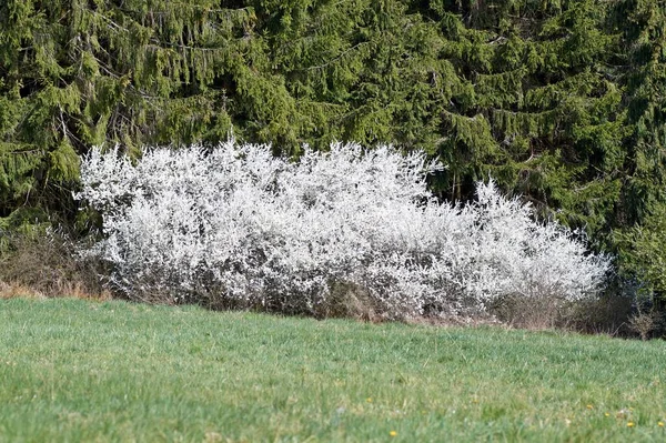Fiori Ciliegio Bianco Fotografati Primavera Nell Eifel Germania — Foto Stock