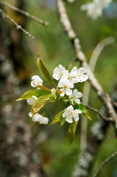 Fleur Cerisier Blanc Photographiée Printemps Dans Eifel Allemagne — Photo