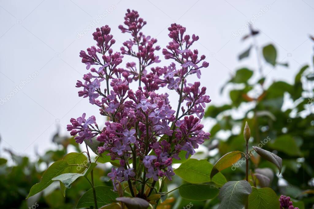 Syringa lilac is a genus of 12 currently recognized 1 species of flowering woody plants in the olive family Oleaceae.