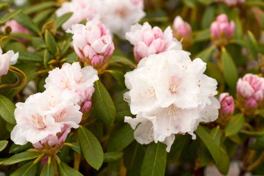 Yeşil arka planda beyaz rhododendron çiçekleri.