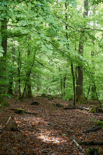 Senderismo en un sendero forestal en Vulkaneifel, Alemania . — Foto de Stock