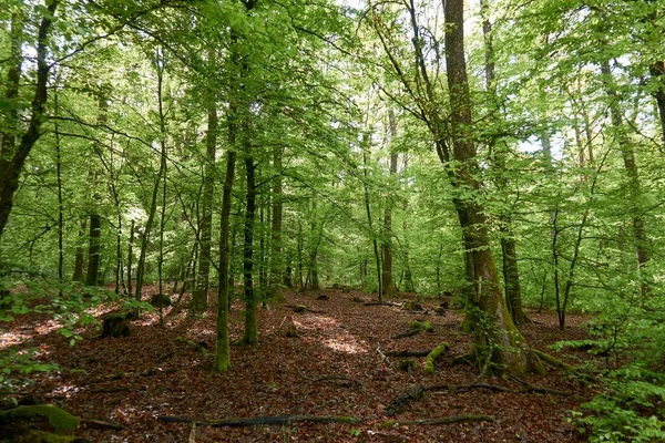 Caminhadas em um caminho florestal na Vulkaneifel, Alemanha . — Fotografia de Stock