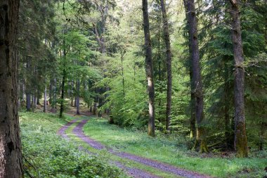 Almanya, Vulkaneifel 'de bir orman yolunda yürüyüş..
