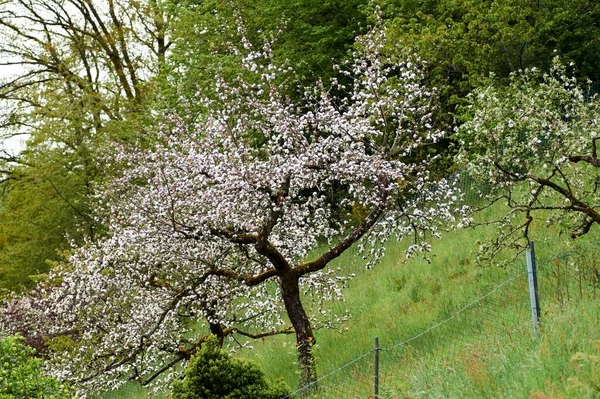 Witte bloesem van appelbomen in de lente — Stockfoto