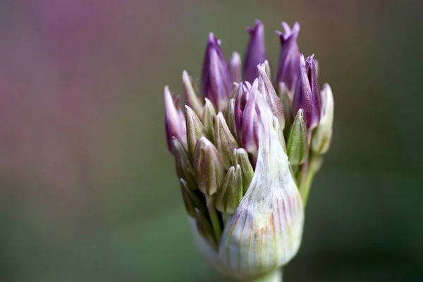 Allium cristophii, Persische Zwiebel, Stern von Persien — Stockfoto