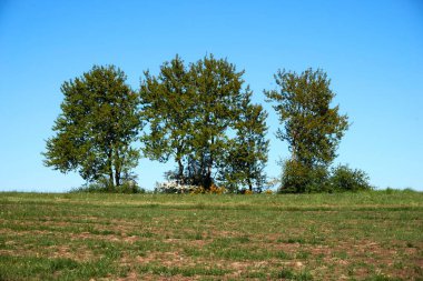 Mavi gökyüzünün arka planında yeşil yaprakları olan güzel bir meşe ağacı ve tacın altında yeşil çimenler, yaz manzarası.