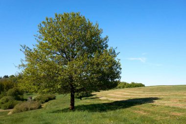 Mavi gökyüzünün arka planında yeşil yaprakları olan güzel bir meşe ağacı ve tacın altında yeşil çimenler, yaz manzarası.