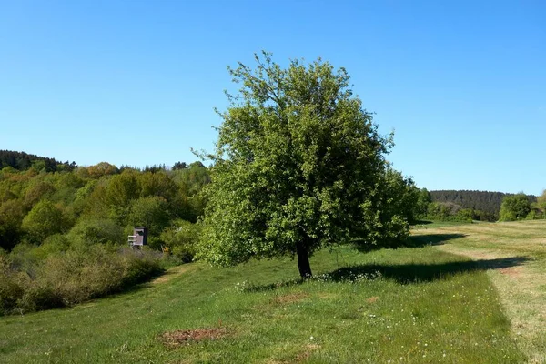 Schöne Eiche mit grünem Laub vor blauem Himmel und grünem Gras unter der Krone, Sommerlandschaft — Stockfoto