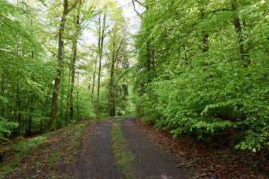 Almanya, Vulkaneifel 'de bir orman yolunda yürüyüş..