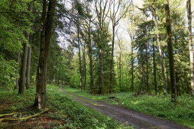 Almanya, Vulkaneifel 'de bir orman yolunda yürüyüş..