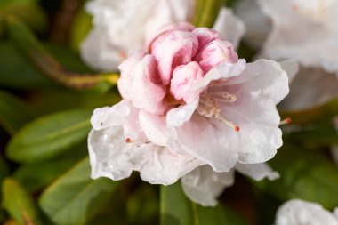 Yeşil arka planda beyaz rhododendron çiçekleri
