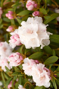 Yeşil arka planda beyaz rhododendron çiçekleri