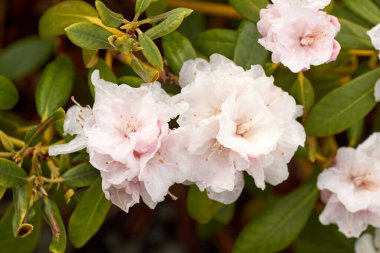 Yeşil arka planda beyaz rhododendron çiçekleri