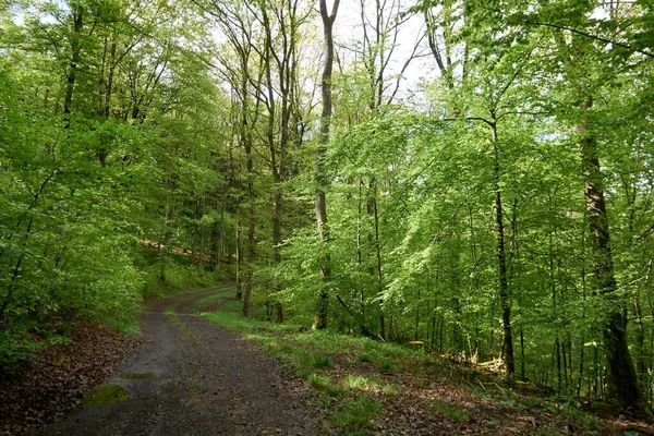 Senderismo en un sendero forestal en Vulkaneifel, Alemania . — Foto de Stock