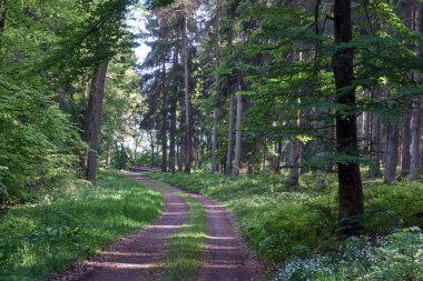 Almanya, Vulkaneifel 'de bir orman yolunda yürüyüş.