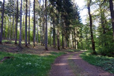 Almanya, Vulkaneifel 'de bir orman yolunda yürüyüş.