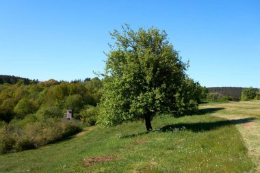 Mavi gökyüzünün arka planında yeşil yaprakları olan güzel bir meşe ağacı ve tacın altında yeşil çimenler, yaz manzarası..