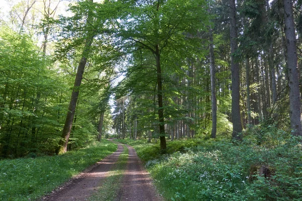 ドイツのヴルカニフェルの森の道をハイキング — ストック写真