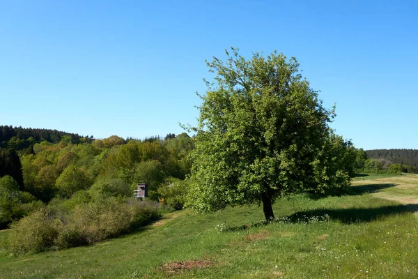 Krásný Dub Zeleným Listím Pozadí Modré Oblohy Zelenou Trávou Pod — Stock fotografie